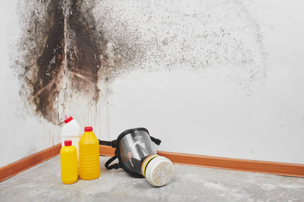 Best Mold Testing  in Cedaredge, CO