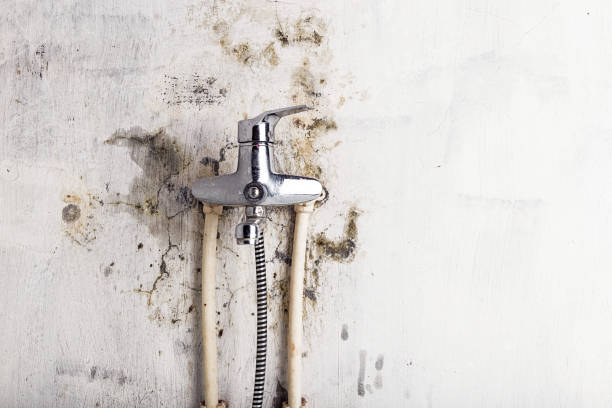 Best Mold Cleaning Services  in Cedaredge, CO