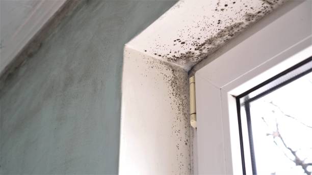 Mold Removal and Inspection in Cedaredge, CO