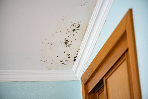 Best Mold Removal and Inspection  in Cedaredge, CO