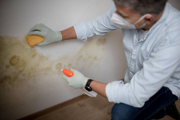 Best Home Mold Removal  in Cedaredge, CO