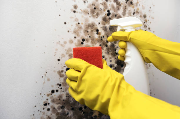 Office Mold Removal Services in Cedaredge, CO