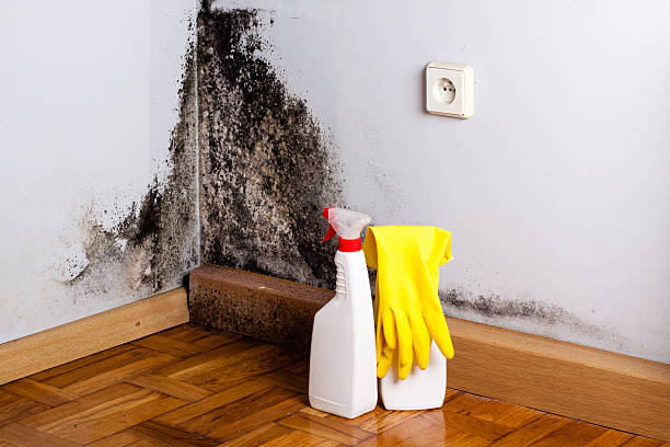 Best Office Mold Removal Services  in Cedaredge, CO