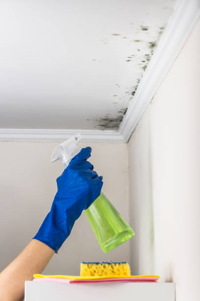 Best Mold Inspection  in Cedaredge, CO