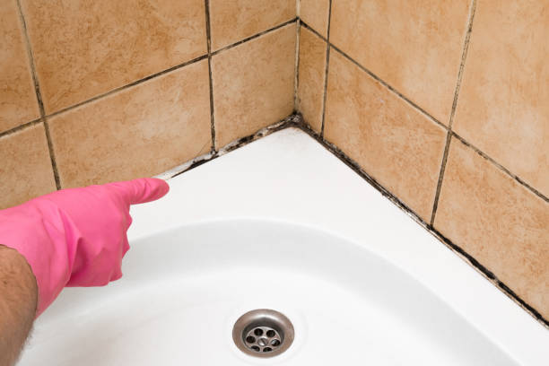 Best Mold Testing  in Cedaredge, CO