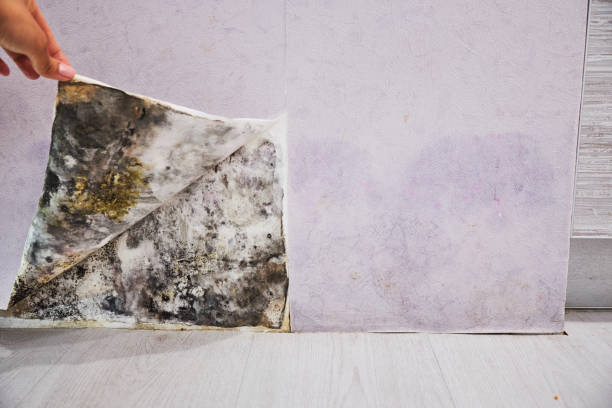 Best Crawl Space Mold Removal  in Cedaredge, CO